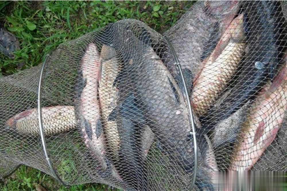 荤饵王者 荤饵王者